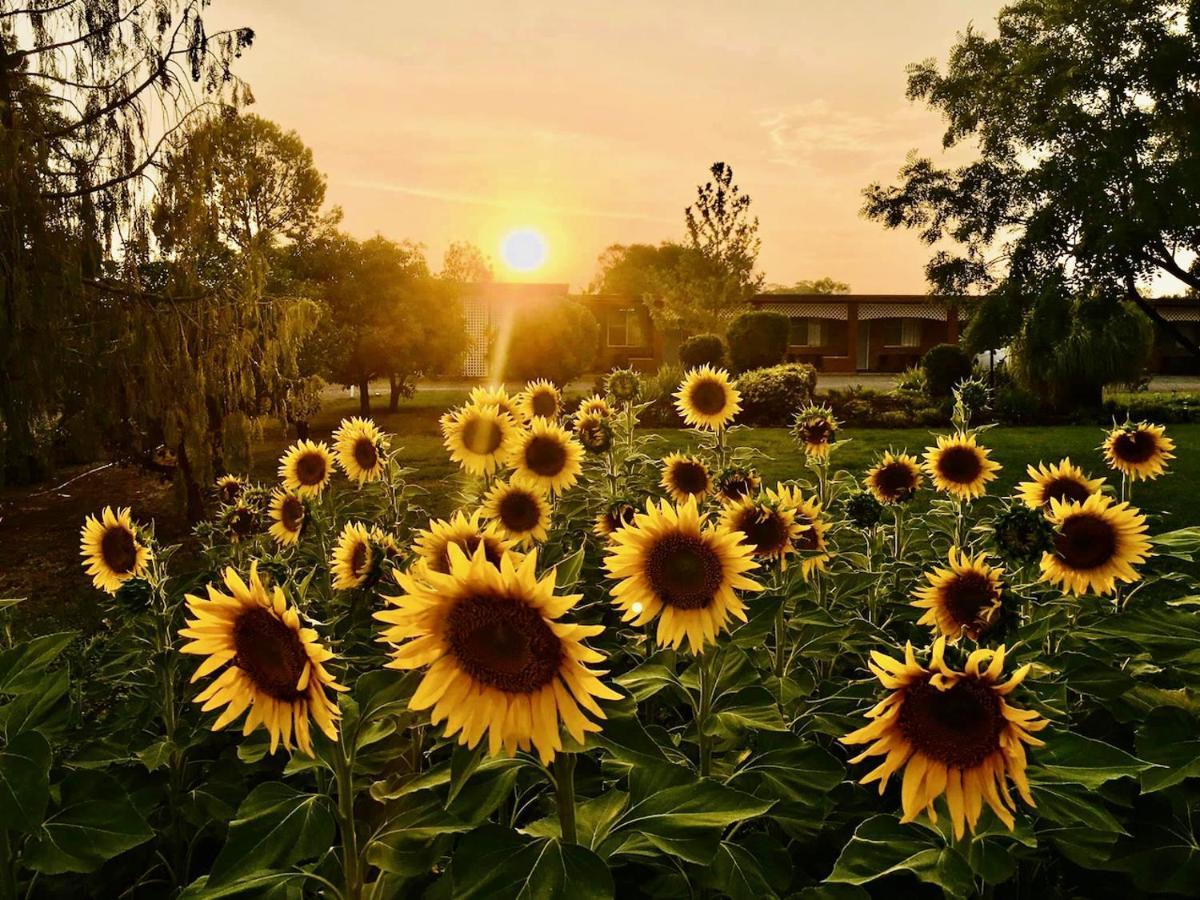 Quirindi Sunflower Motor Inn Экстерьер фото